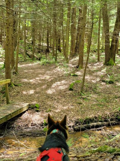 Black Cherry National Recreation Interpretive Trail - Trailhead - Wilcox, PA