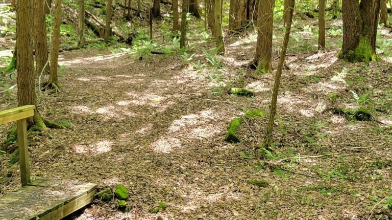 Black Cherry National Recreation Interpretive Trail - Trailhead - Wilcox, PA