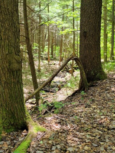 Black Cherry National Recreation Interpretive Trail - Trailhead - Wilcox, PA