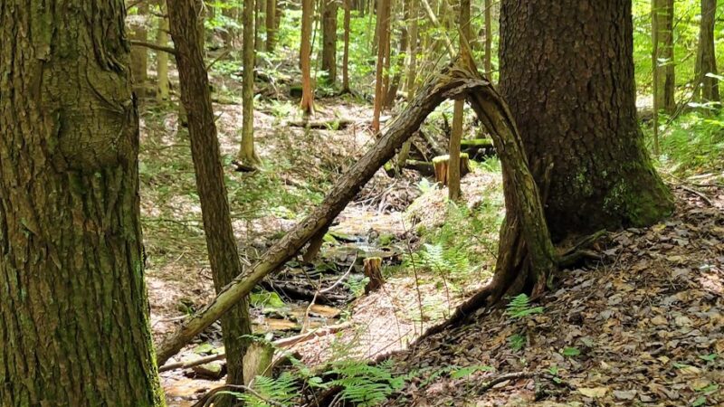 Black Cherry National Recreation Interpretive Trail - Trailhead - Wilcox, PA