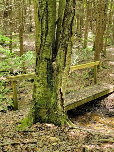 Black Cherry National Recreation Interpretive Trail - Trailhead - Wilcox, PA