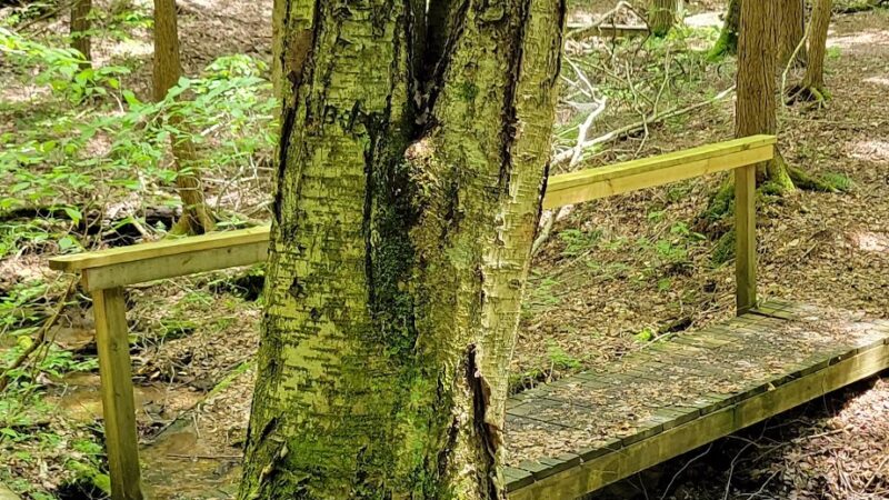 Black Cherry National Recreation Interpretive Trail - Trailhead - Wilcox, PA