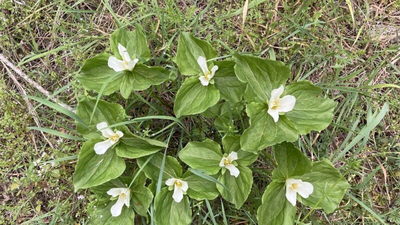 Waters Creek Natural Area And Trails - Wilderville, OR