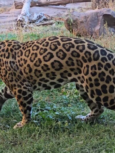 Bearizona Wildlife Park - Williams, AZ