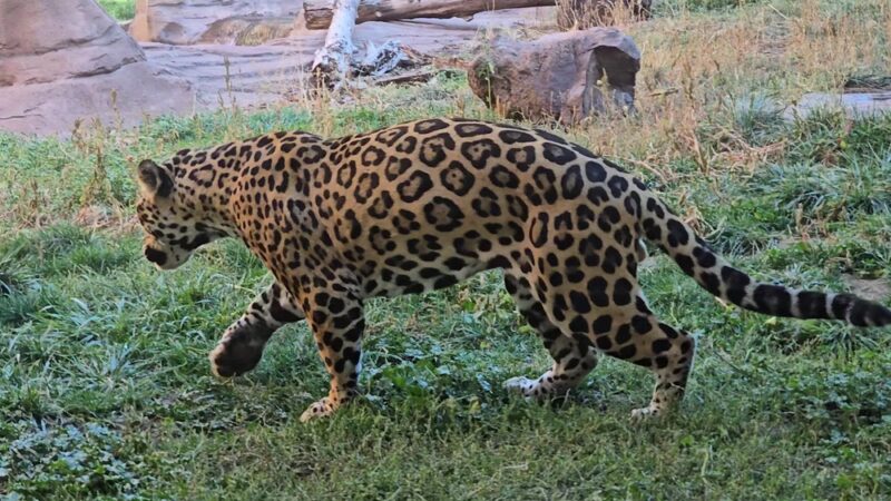 Bearizona Wildlife Park - Williams, AZ