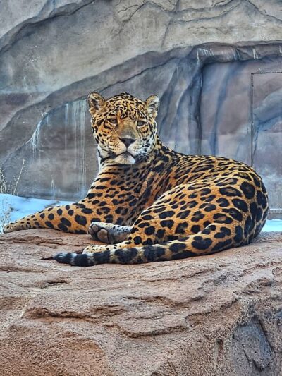 Bearizona Wildlife Park - Williams, AZ