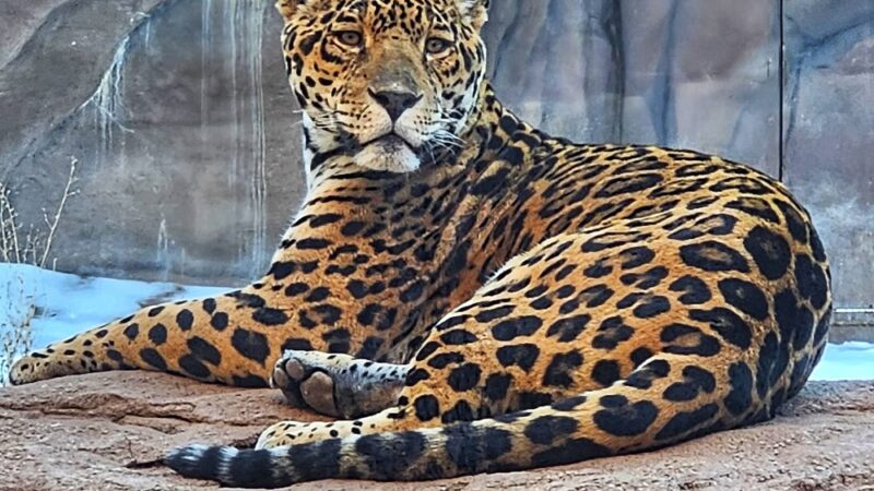 Bearizona Wildlife Park - Williams, AZ
