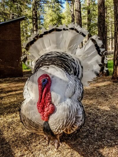 Bearizona Wildlife Park - Williams, AZ