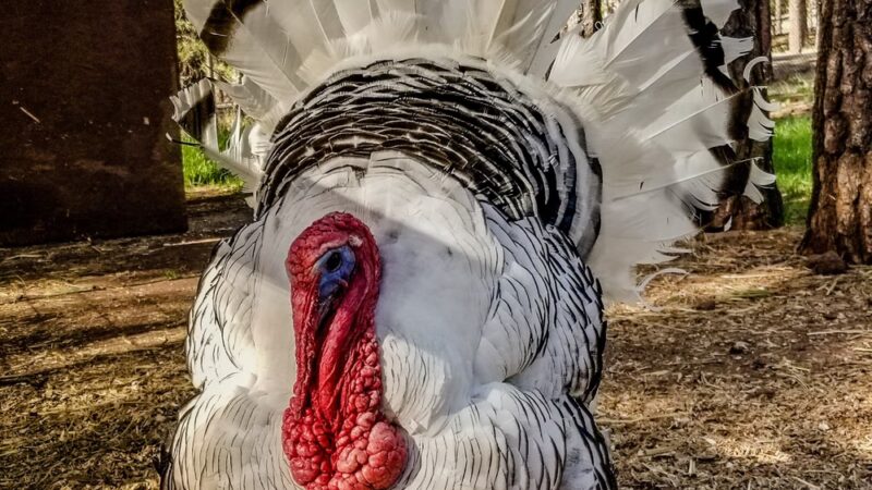 Bearizona Wildlife Park - Williams, AZ