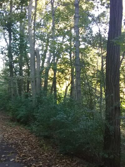 Cardinal Greenway Webster Trailhead - Williamsburg, IN