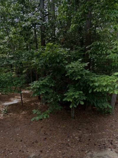 Geddy Park - Williamsburg, VA