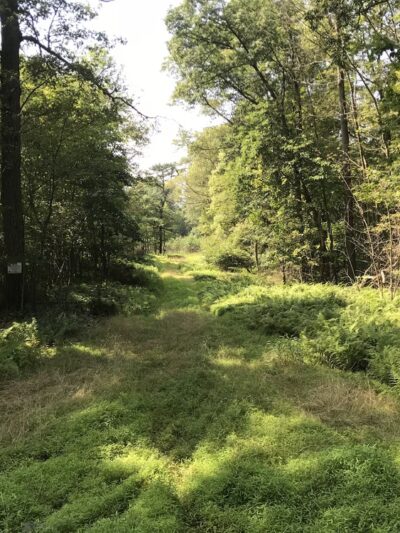 Weiser State Forest Greenland Tract - Williamstown, PA