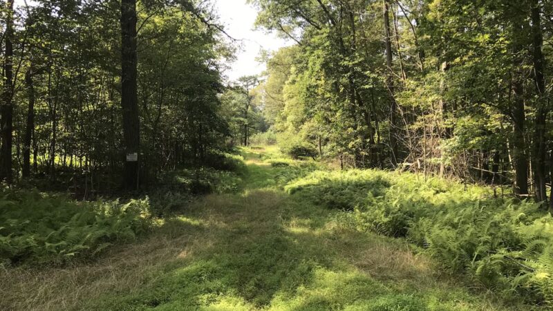 Weiser State Forest Greenland Tract - Williamstown, PA