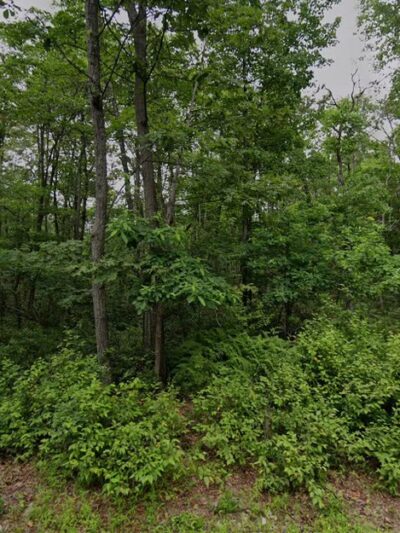 Weiser State Forest Greenland Tract - Williamstown, PA