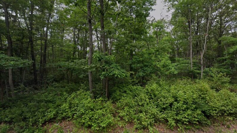 Weiser State Forest Greenland Tract - Williamstown, PA