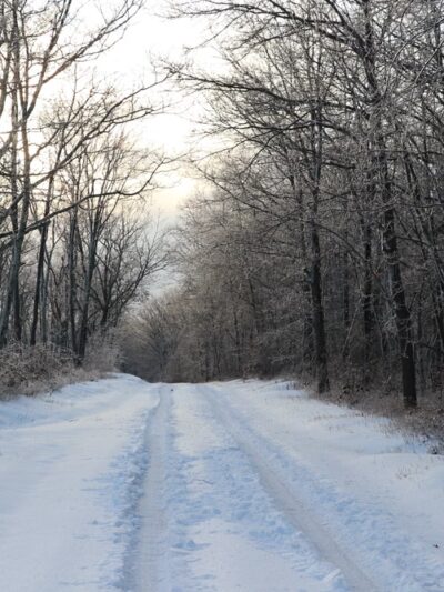 Weiser State Forest Greenland Tract - Williamstown, PA