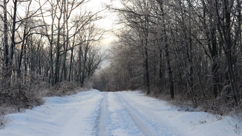 Weiser State Forest Greenland Tract - Williamstown, PA