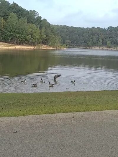 Lake Wappapello State Park - Williamsville, MO