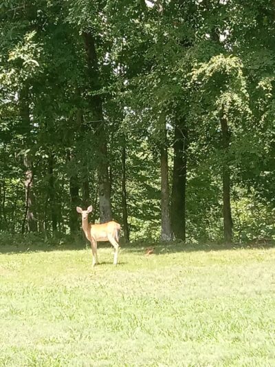 Lake Wappapello State Park - Williamsville, MO
