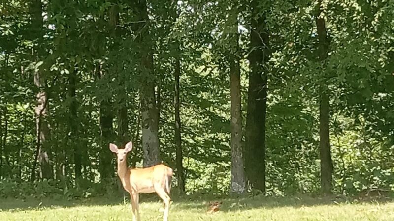 Lake Wappapello State Park - Williamsville, MO