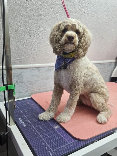 Park & Bark Grooming - Willow Hill, IL