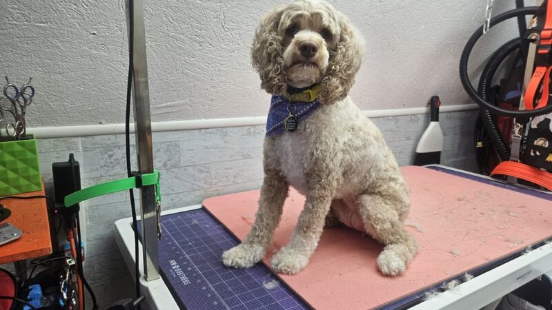 Park & Bark Grooming - Willow Hill, IL