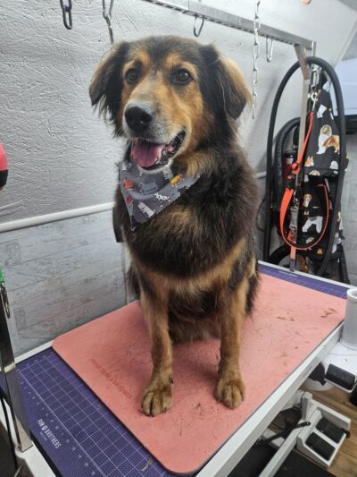 Park & Bark Grooming - Willow Hill, IL