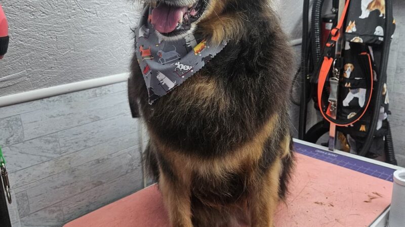 Park & Bark Grooming - Willow Hill, IL