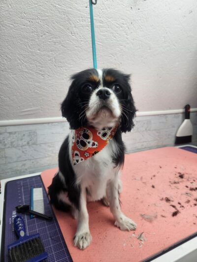 Park & Bark Grooming - Willow Hill, IL