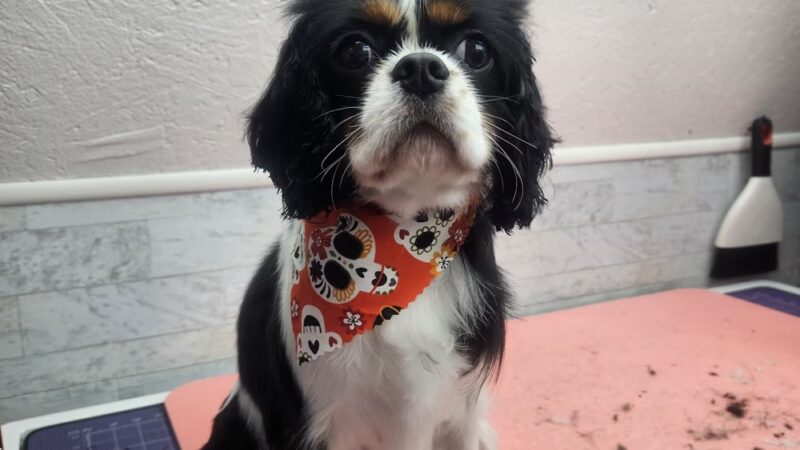 Park & Bark Grooming - Willow Hill, IL