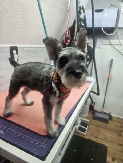Park & Bark Grooming - Willow Hill, IL