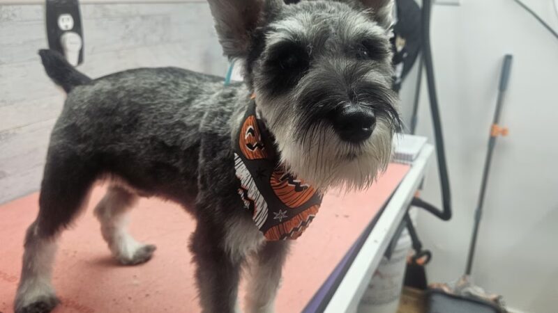 Park & Bark Grooming - Willow Hill, IL