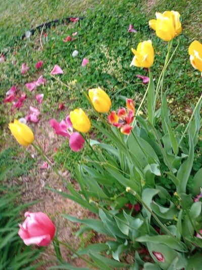 Kosciuszko Park - Wilmington, DE