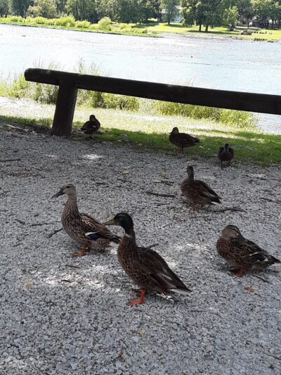 South Island Park - Wilmington, IL