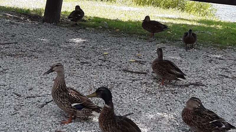South Island Park - Wilmington, IL
