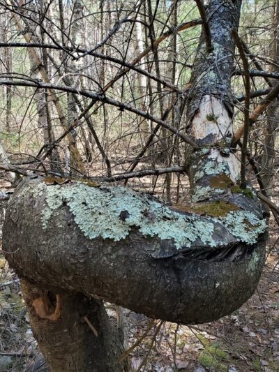 Three Sisters Preserve - Hardy Road Trailhead - Wilmington, NY