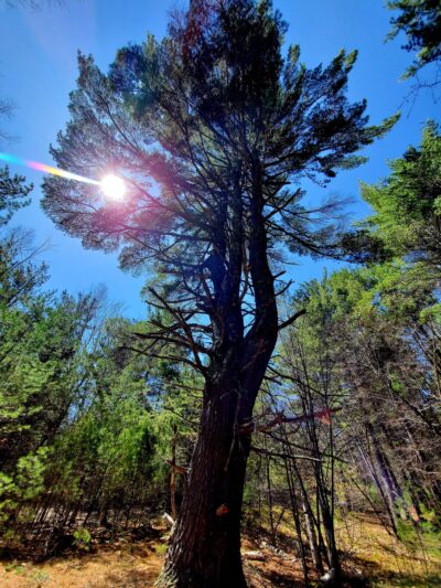 Three Sisters Preserve - Hardy Road Trailhead - Wilmington, NY