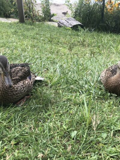 Green Mountain Beach - Wilmington, VT