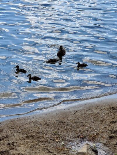 Green Mountain Beach - Wilmington, VT
