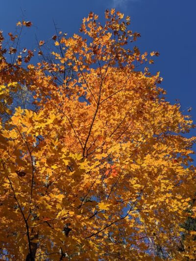 Green Mountain Beach - Wilmington, VT