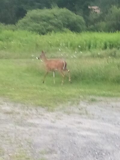 Gus's Gardens Camping - Wilmington, VT