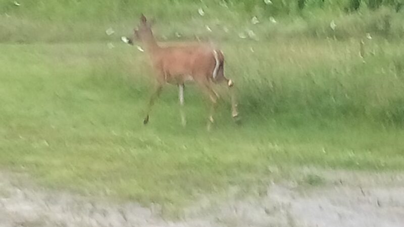Gus's Gardens Camping - Wilmington, VT