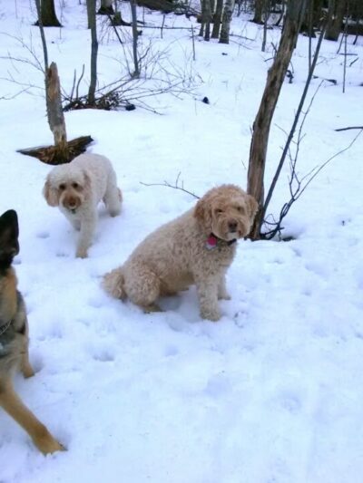 KitSits - Wilmington, VT