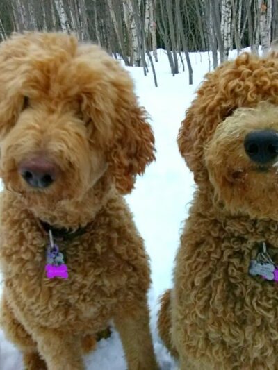 KitSits - Wilmington, VT