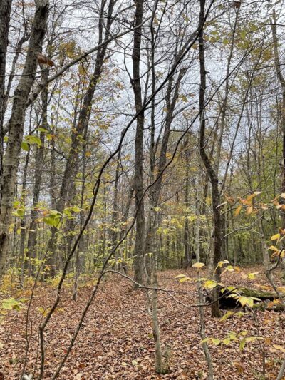 Mount Haystack Trail - Wilmington, VT