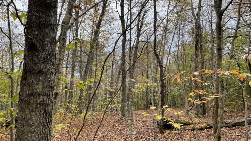 Mount Haystack Trail - Wilmington, VT
