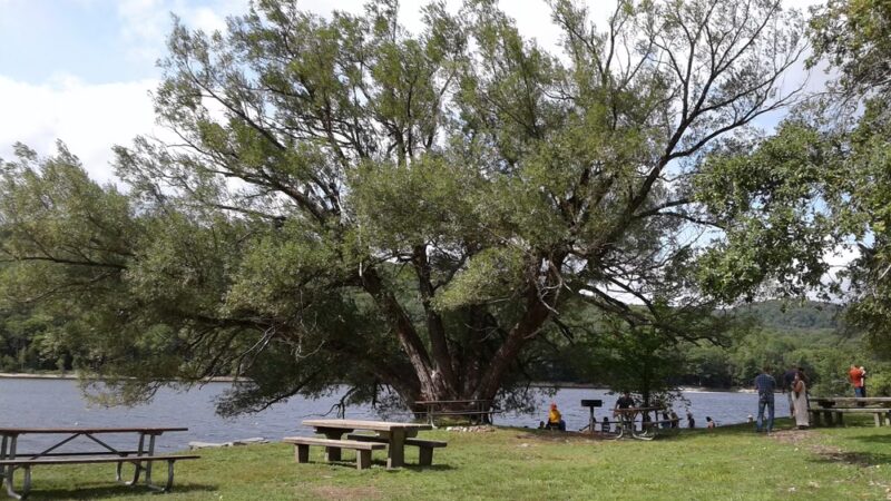 Mt. Mills West Picnic Area - Wilmington, VT