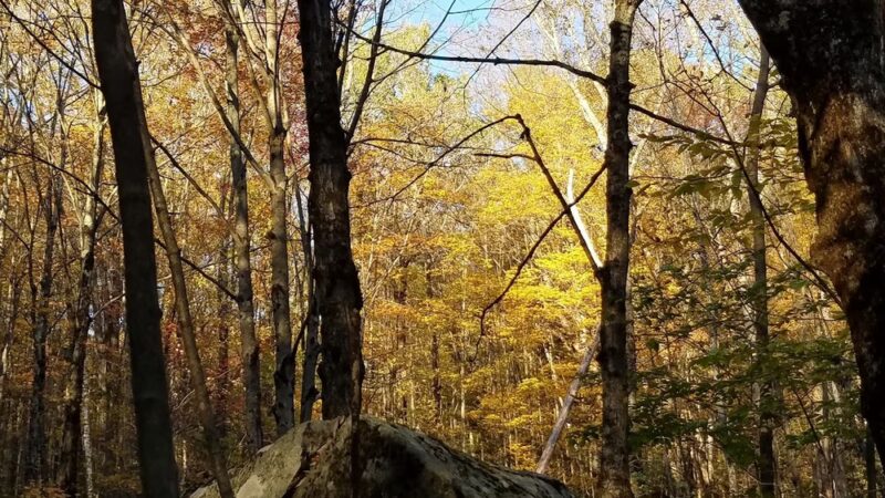 Mt. Mills West Picnic Area - Wilmington, VT