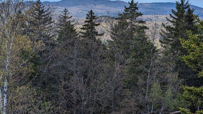 Bog Mountain Trailhead - Wilmot, NH