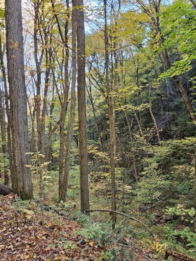 Graphite Range Community Forest - Wilton, NY